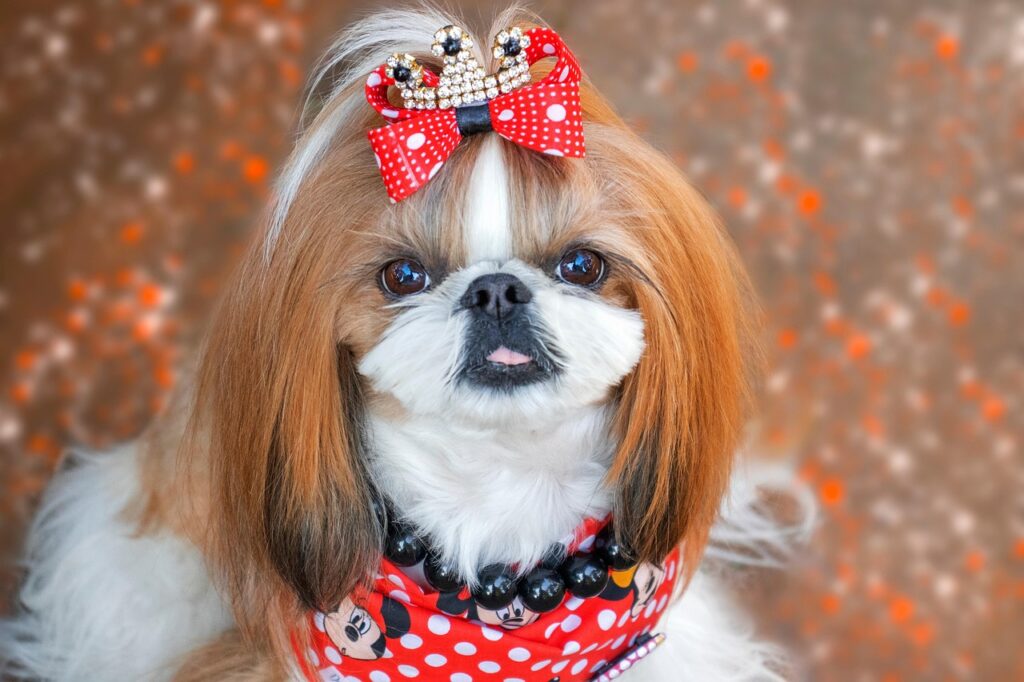 shih tzu, dog, pet, canine, animal, nature, cute dog, adorable