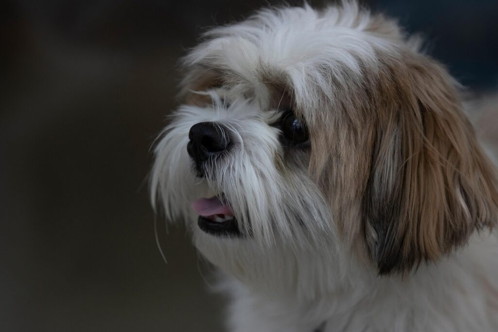 shih tzu, dog, pet, animal, iran, canine, nature, mashhad, mostafa meraji, canon photography