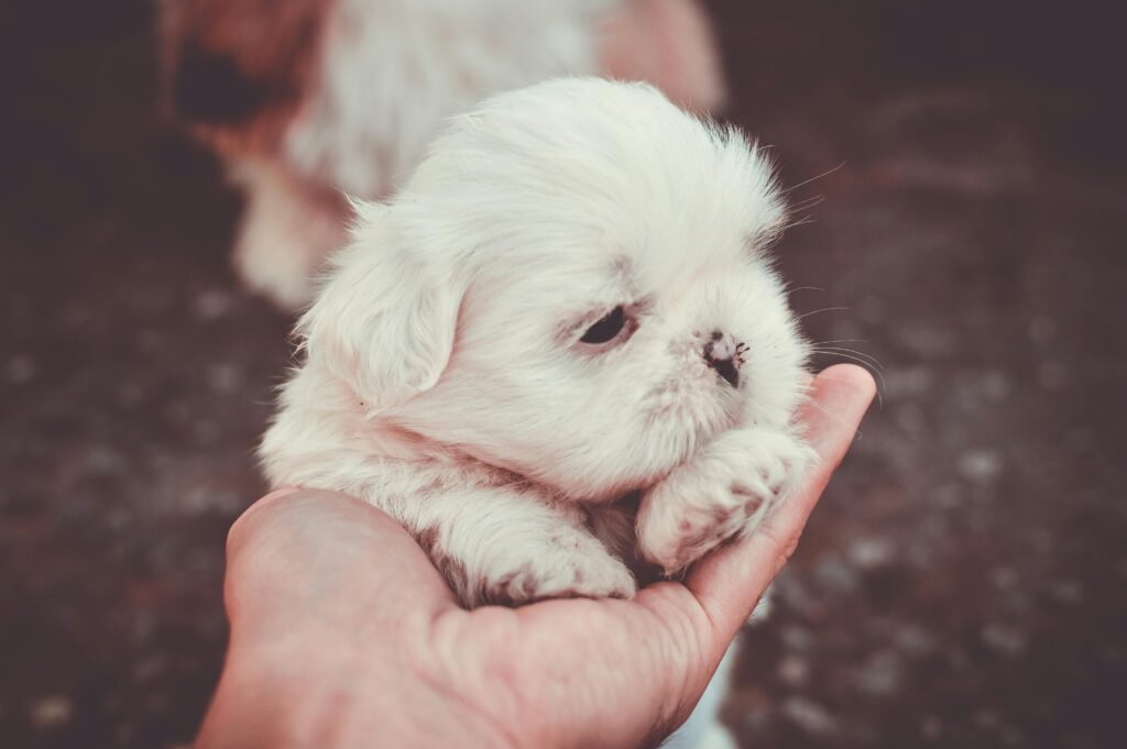Cute fluffy Shih Tzu puppy resting gently in a palm outdoors, perfect for pet lovers.